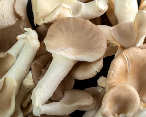 RK Organic Mushrooms