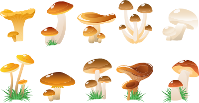 Mushrooms Overview